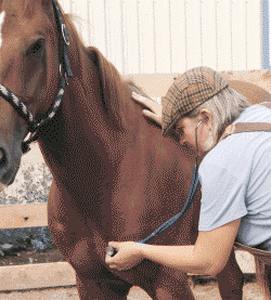 Veterinarian